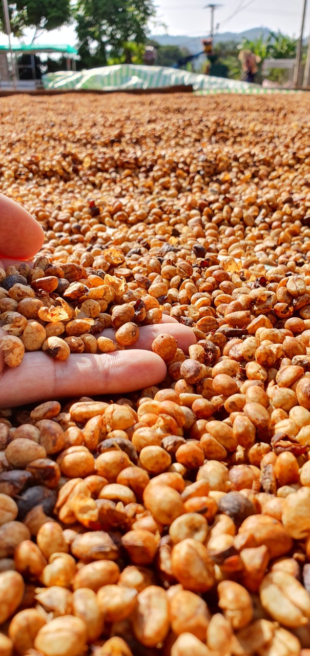 Cà phê bột (100% Robusta) 1kg