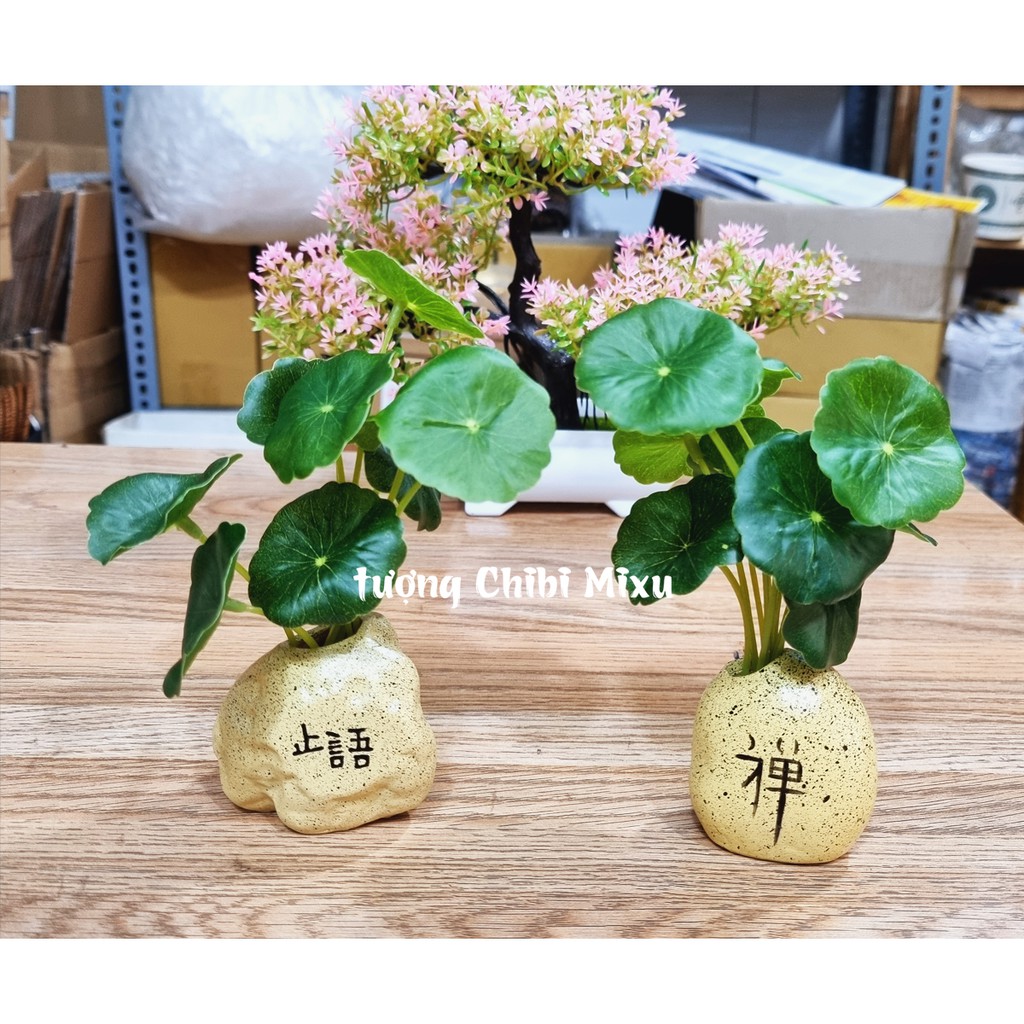 Chậu cây mini nhiều mẫu