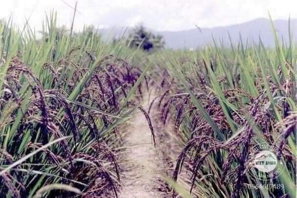 Gạo lứt đen Điện Biên