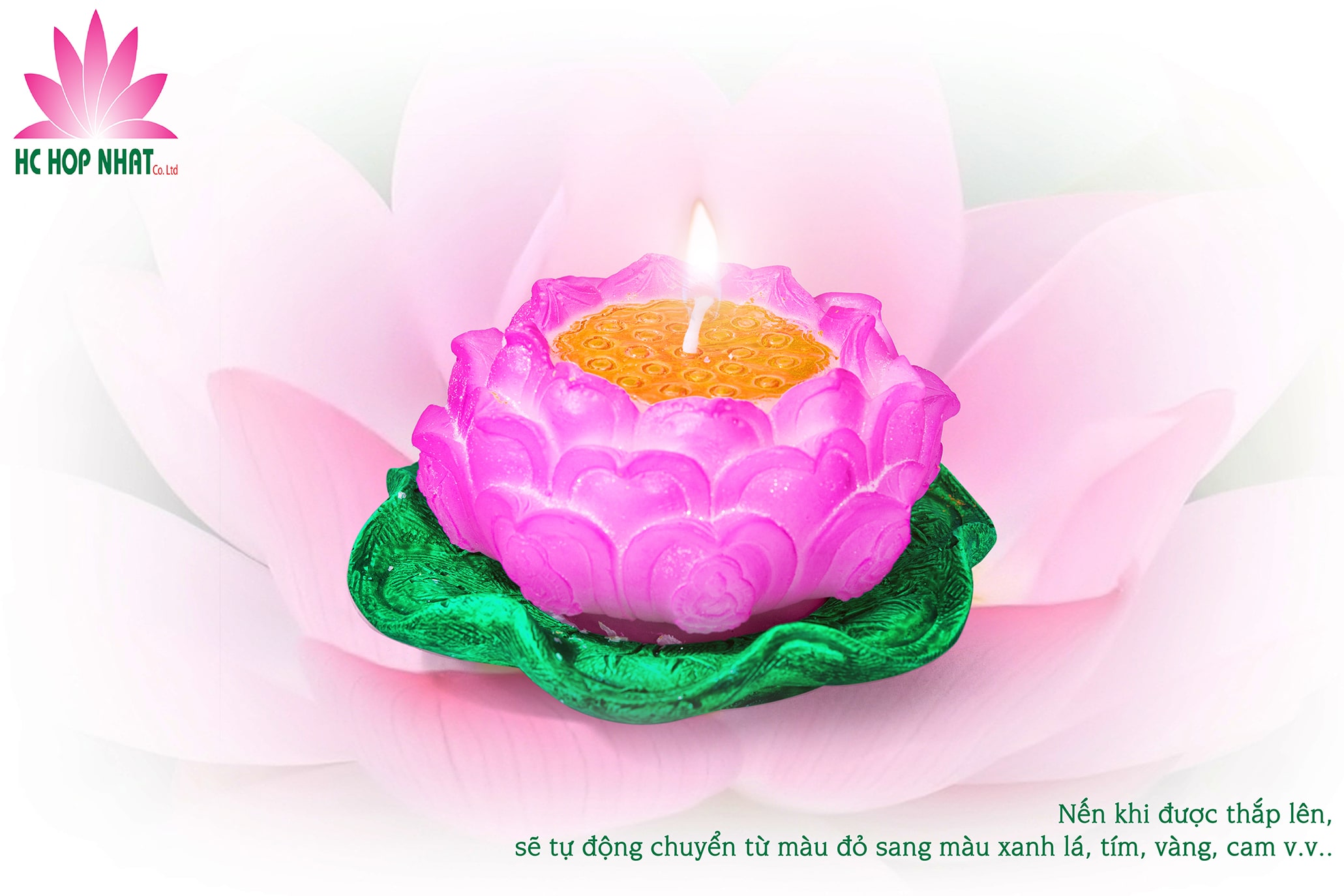 Nến hoa sen lớn