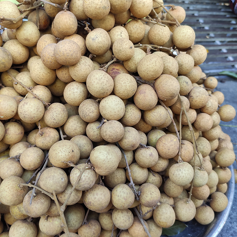 Nhãn xuồng
