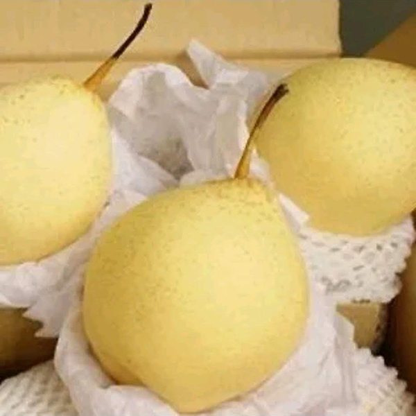 Lê đường