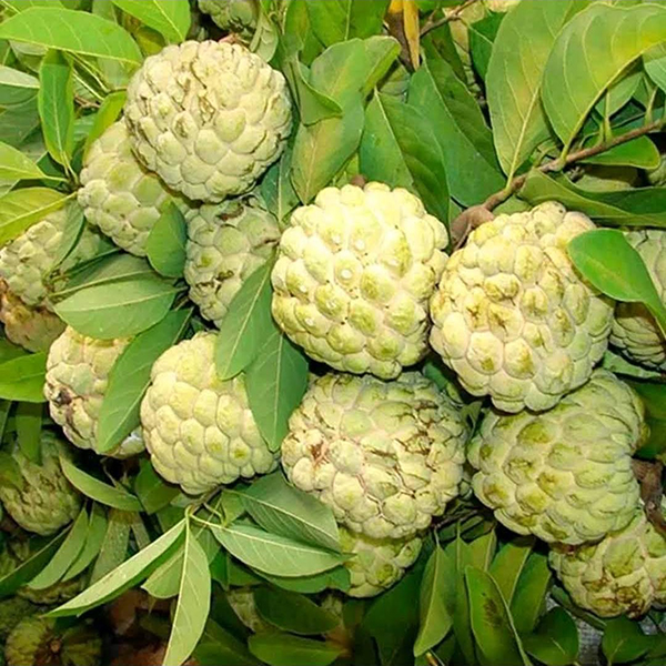 Mãng cầu