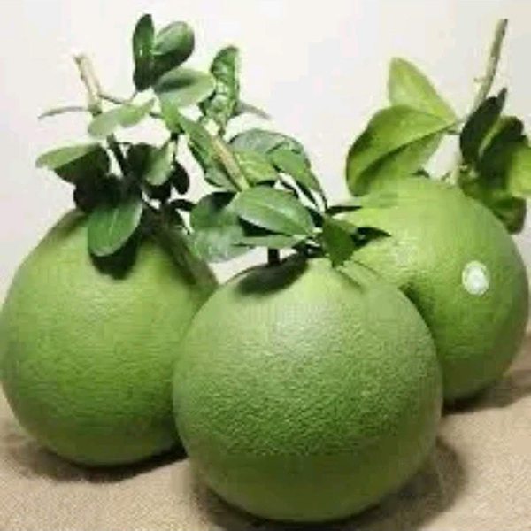 Bưởi da xanh
