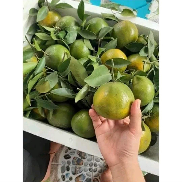 Quýt đường