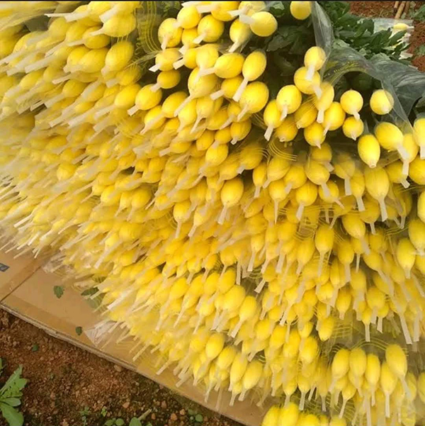 Cúc lưới