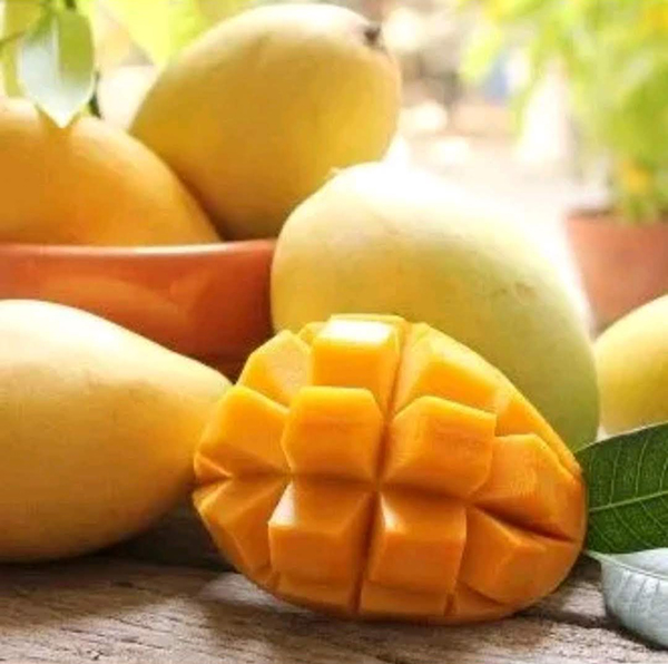 Xoài cát chín