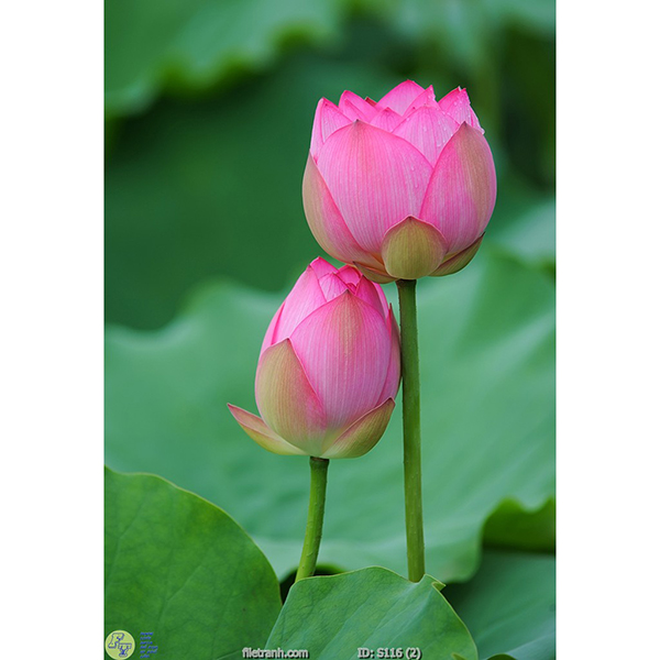 Tranh Treo Tường 3D Hoa Sen Ý HSD7,30x45